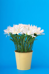 White gerberas in the pot