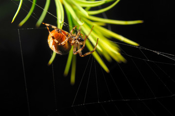 European garden spider