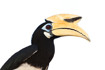 Palawan hornbill bird in close up