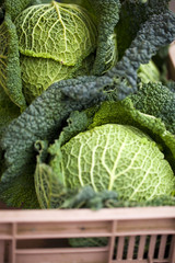 choux verts frisés chez le maraicher