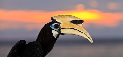Palawan hornbill bird in close up © pwollinga
