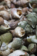 bulots buccins escargots marins à cuisiner