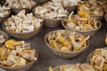 corbeilles de champignons variés