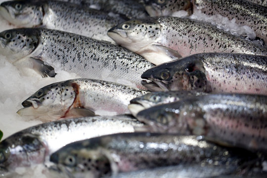 poissons truites au march&eacute;