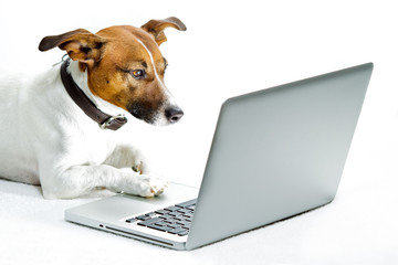 dog in front of laptop