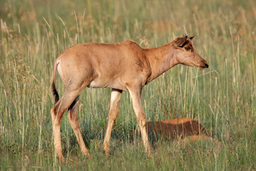 Naklejka na ściany i meble Tsessebe antelope calf