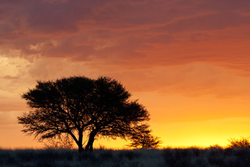 Fototapeta na wymiar African Sunset z sylwetki drzewa