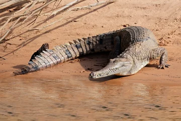Tableaux ronds sur aluminium Crocodile Crocodile d& 39 eau douce, Australie