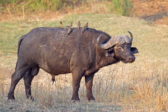 African buffalo bull