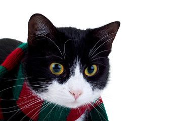 cat wearing a christmas scarf