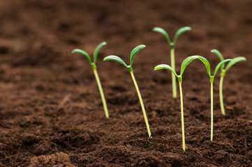 Green seedling illustrating concept of new life