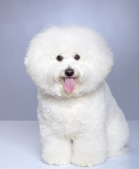 Bichon Frise puppy