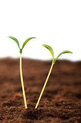 Green seedling illustrating concept of new life