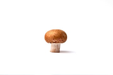 Ein Champignon auf wei&szlig; isoliert