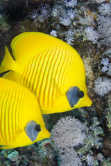 Couple of Masked Butterflyfish