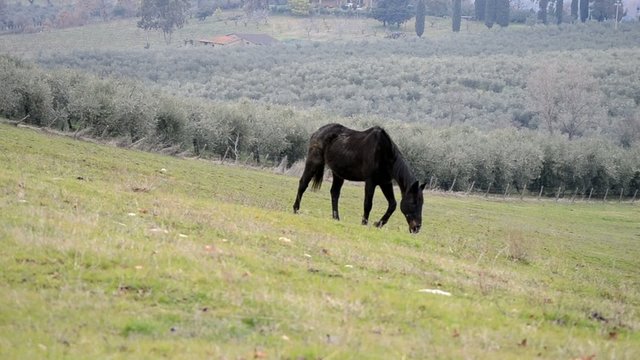 Cavallo nero