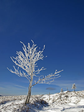 ARBUSTRE GIVRE