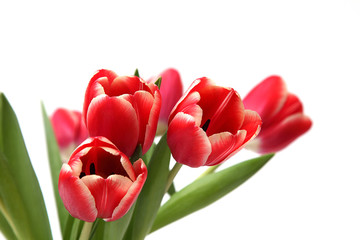 Tulpen auf weiß isoliert
