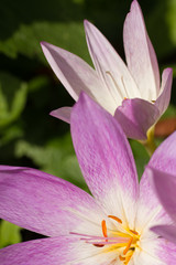 Autumn crocus (Colchicum autumnale)