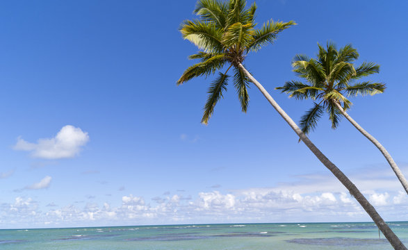 Blue paradise on caribbean island. Palmtrees on the tropical bea