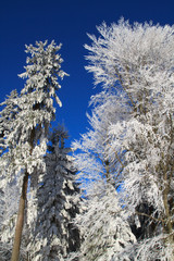 White Winter Wonderland in the Woods