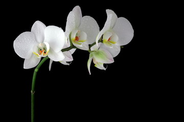Fototapeta na wymiar White orchid with drop of dew