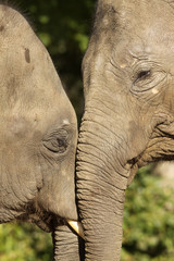 Close up of two elephants hugging