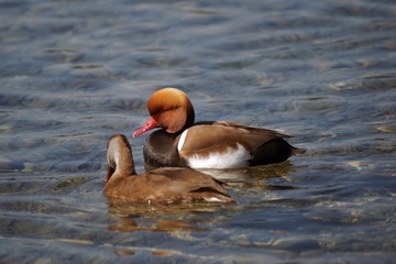 Kolbenente - Netta rufina