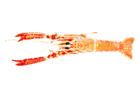 Langoustines