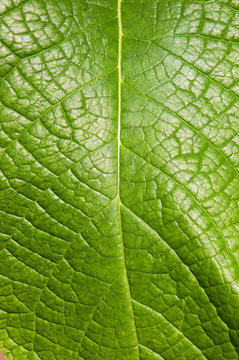 Blatt im Detail