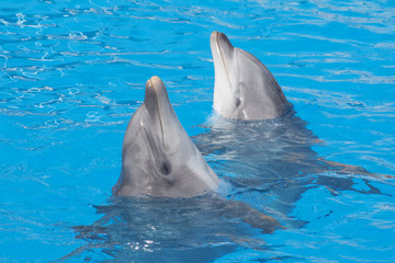 Bottlenose dolphins
