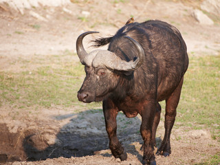 Buffalo (Syncerus caffer) in the wild