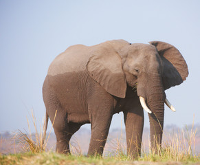 Fototapeta na wymiar Duże Słoń afrykański