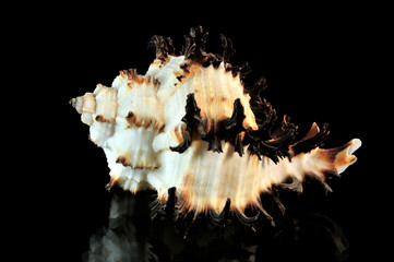 Muschel - Schnecke - Seeschnecke - Meermuschel