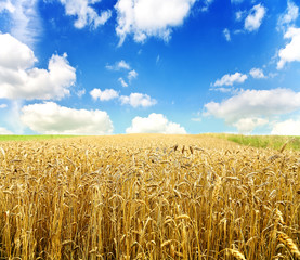 Naklejka premium Gold wheat field