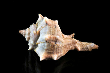 Muschel - Schnecke - aus dem Ozean