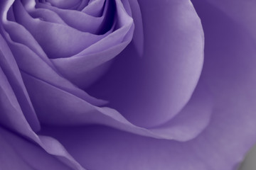 violet rose macro