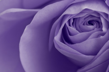violet rose macro