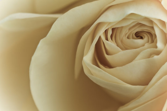 Fototapeta white rose macro