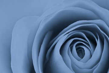 Fototapeta na wymiar blue rose macro