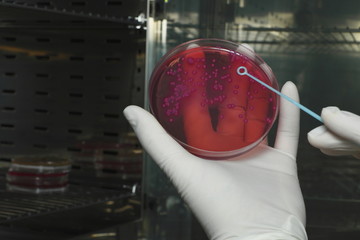 Laboratorio Microbiologia