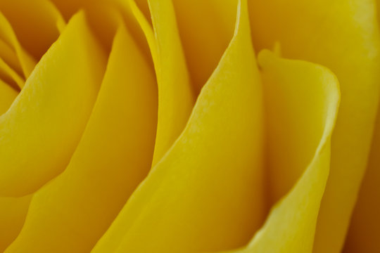 yellow rose macro