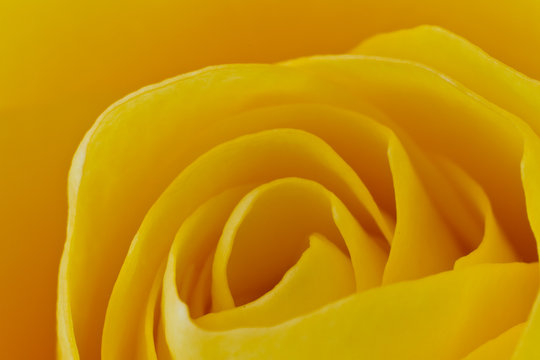 Fototapeta yellow rose macro