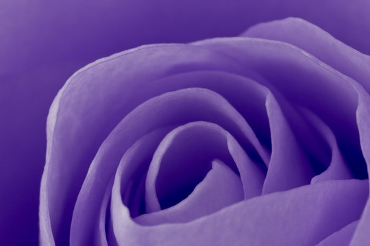 violet rose macro