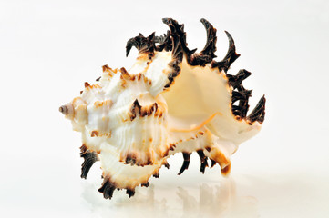 Muschel - Schnecke - Seeschnecke - Meermuschel