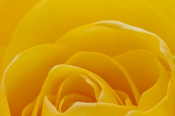 Fototapeta premium yellow rose macro
