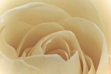 Obraz premium white rose macro