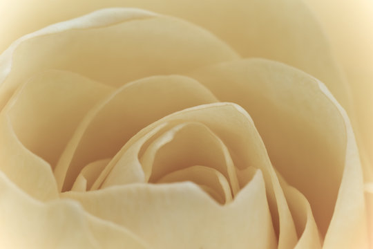 white rose macro