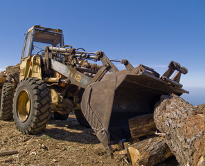 Fototapeta premium lumber industry