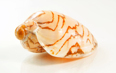 Muschel - Schnecke - Seeschnecke - Meermuschel